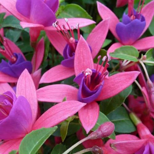 Fuchsie Tom Thumb