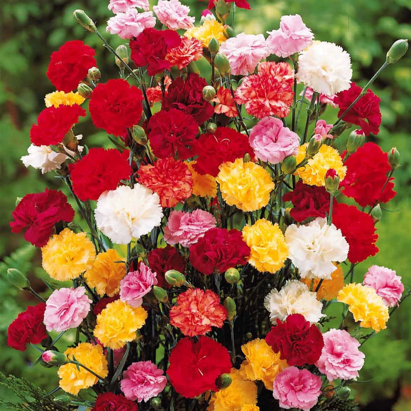Gartennelken Triumph Mischung (x6)