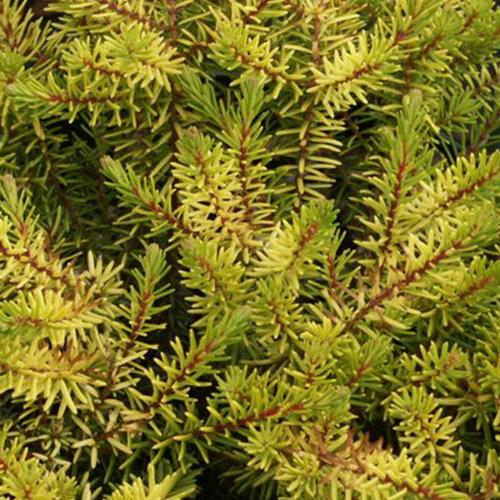 Winterheide Eva Gold