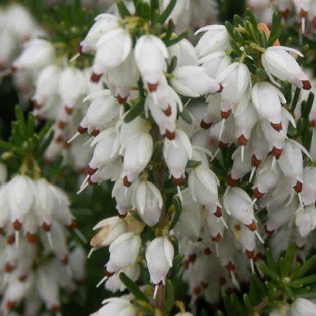 Schneeheide Springwood White