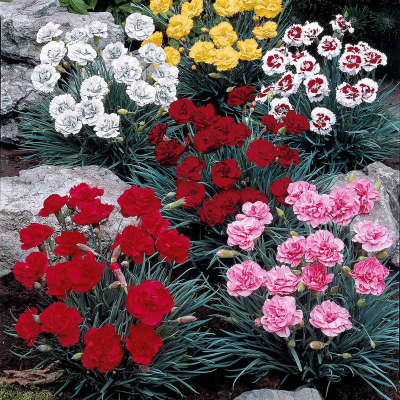 Nelken Mischung (x6)