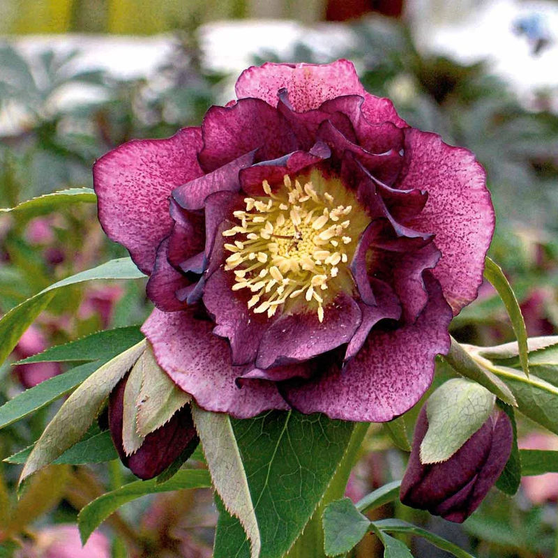 gefüllte violette Helleborus Ellen (x2)