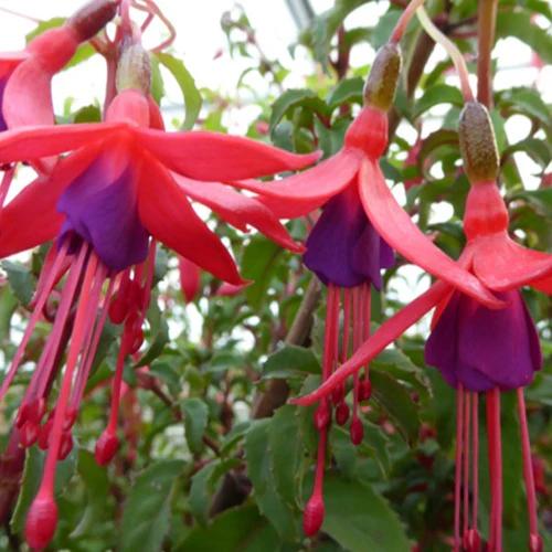 Fuchsien Riccartoniii - Title:Der topf / Ø 9cm