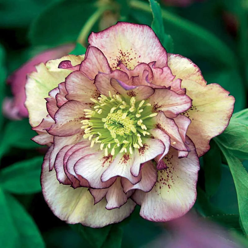 Christrose Double Ellen Picotée (x2)