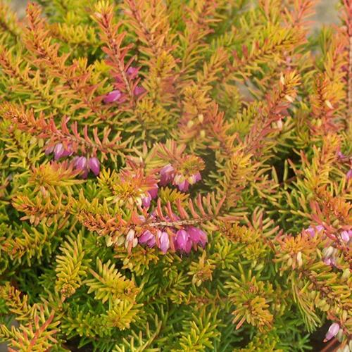 Winterheide Mary Helen