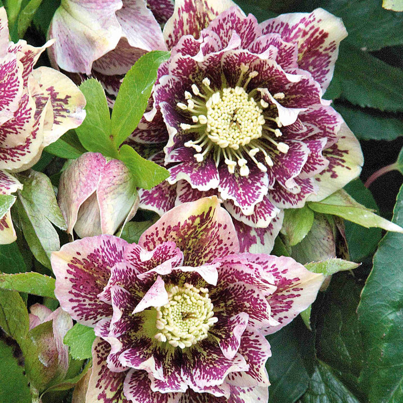 Christrose Double White Spotted (x2)