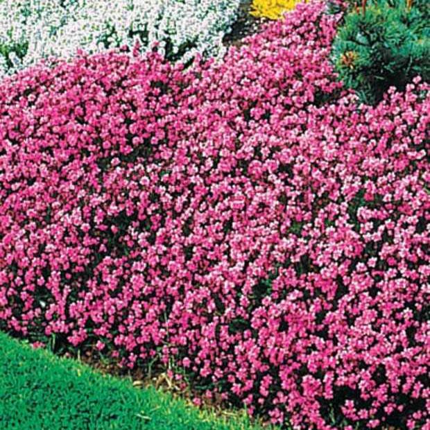 Rosa Heidekraut mit grünen Blättern (x3)