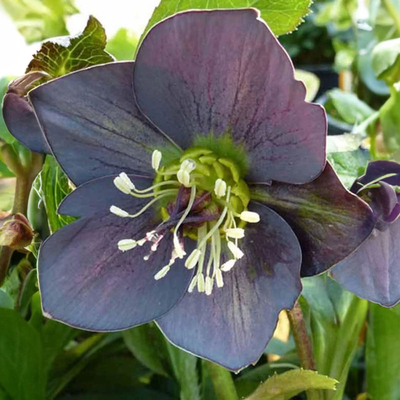 Christrose Slaty Blue
