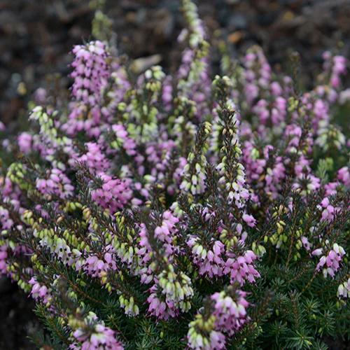 Winterheide Lea