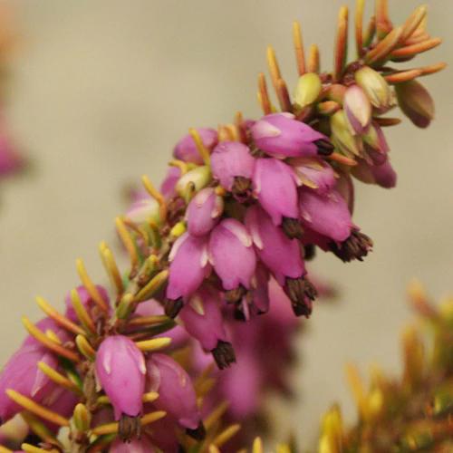 Winterheide Tylou