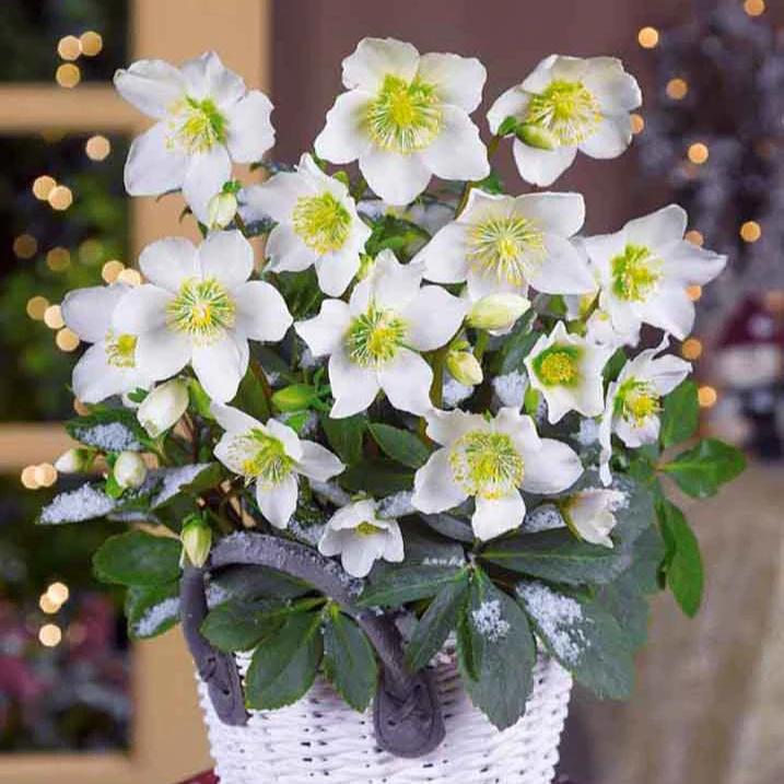 Christrose 'Christmas Carol' - Title:Das paket von 3 nackte wurzeln