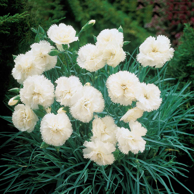 Nelken Grenadin white (x2)