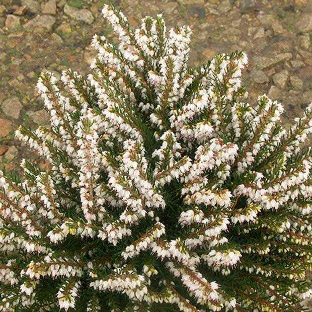 Winterheide White Glow
