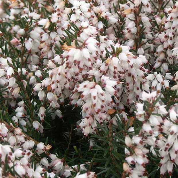 Winterheide Silberschmelze