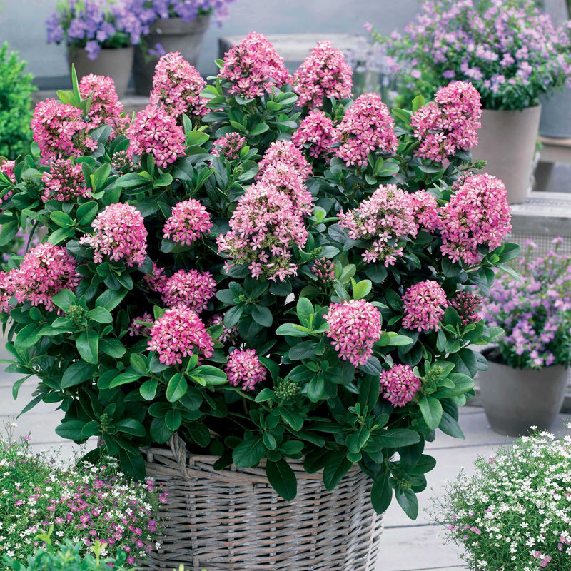 Andenstrauch Pink Elle