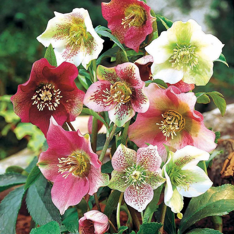 Frühlings-Christrosen Mischung (x4)