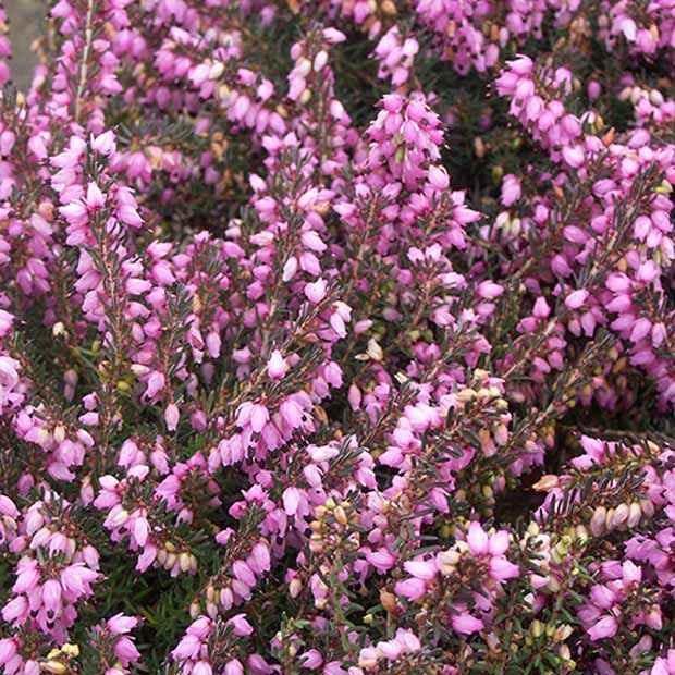 Winterheide Spring Surprise