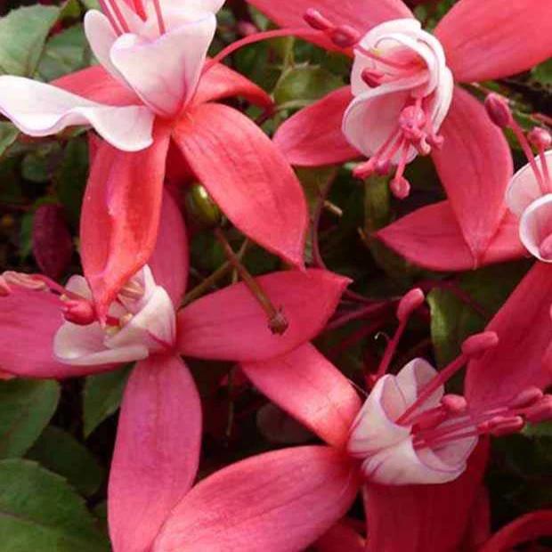 Fuchsia Madame Cornelissen - Title:Der topf / Ø 9cm