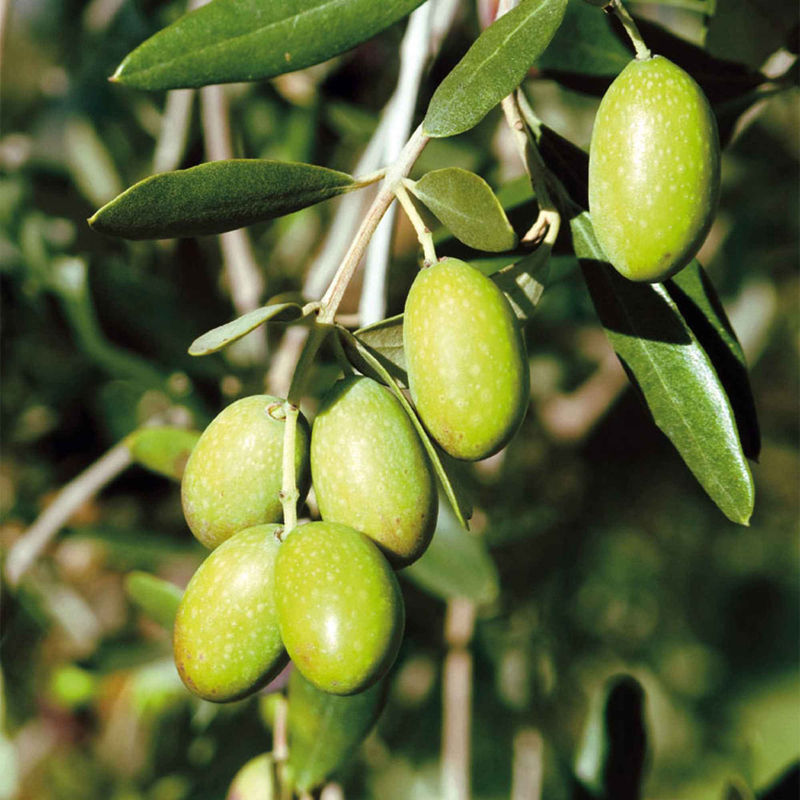 Olivenbaum auf Stamm - Title:Der topf / 2L / stamm 45cm