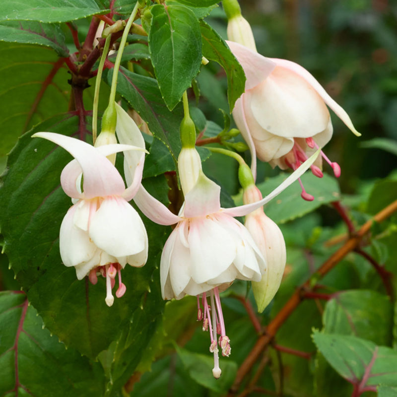 Fuchsie Annabel (x3)