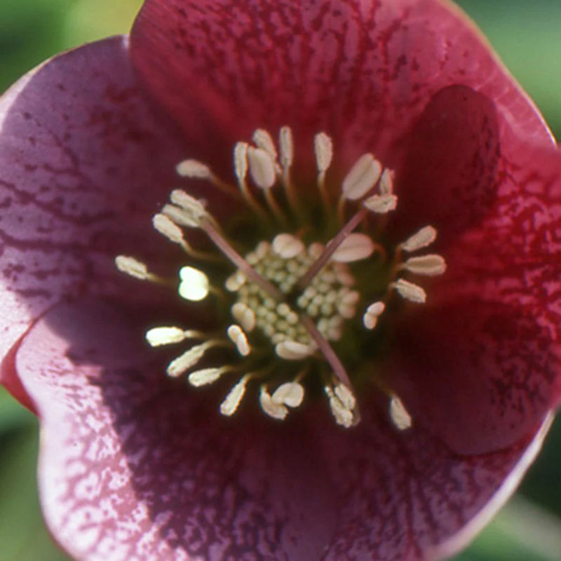 Christrose Red Hybrids