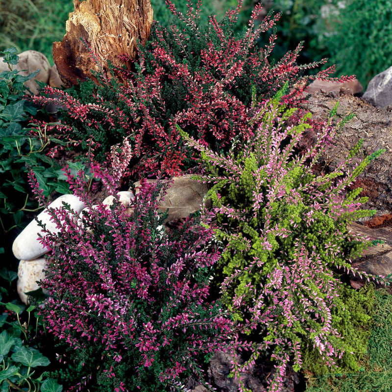 Heidekraut Mischung (2 rot + 2 rosa + 2 gelbblättrig) (x6)