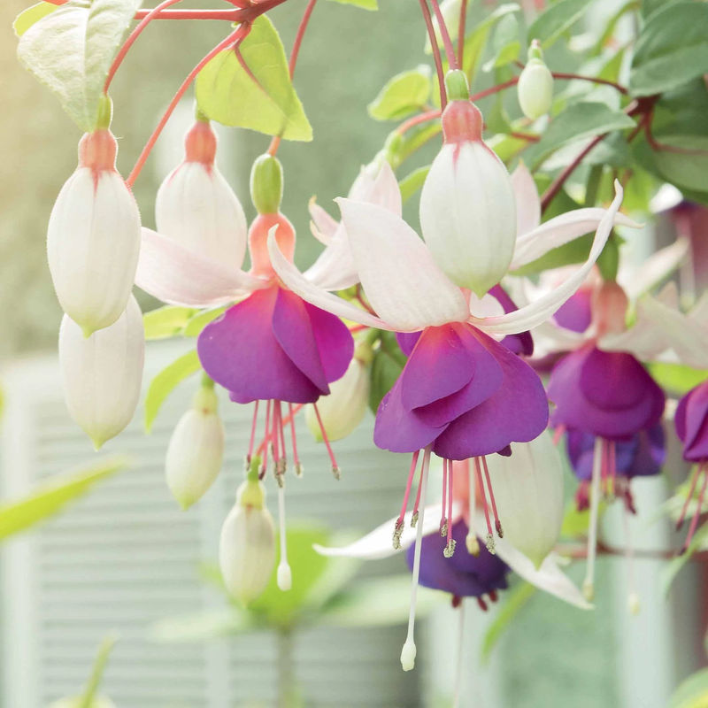 Fuchsien frostbeständigen Mischung (x6)