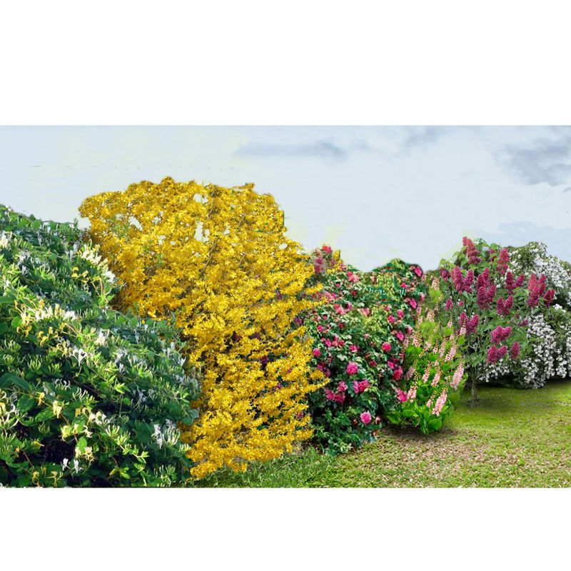 Blühende und duftende Hecke (x12) - Title:12 stücke in nackten wurzeln und töpfe