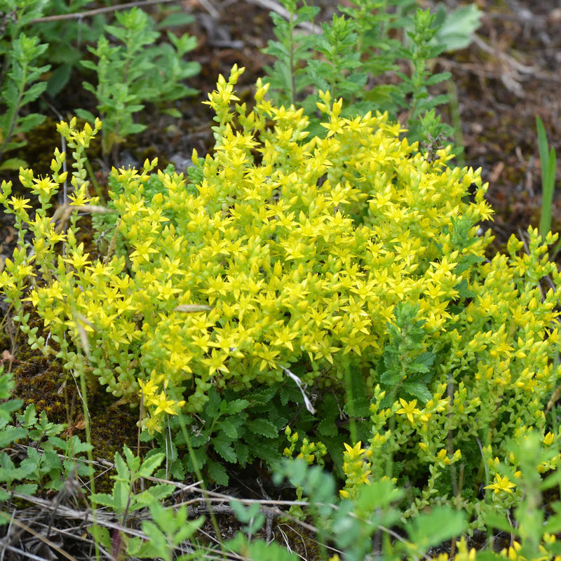 Scharfer Mauerpfeffer (x2)