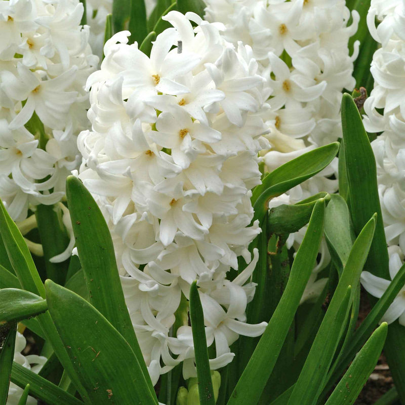 Hyazinthe 'Canergie' (x6)