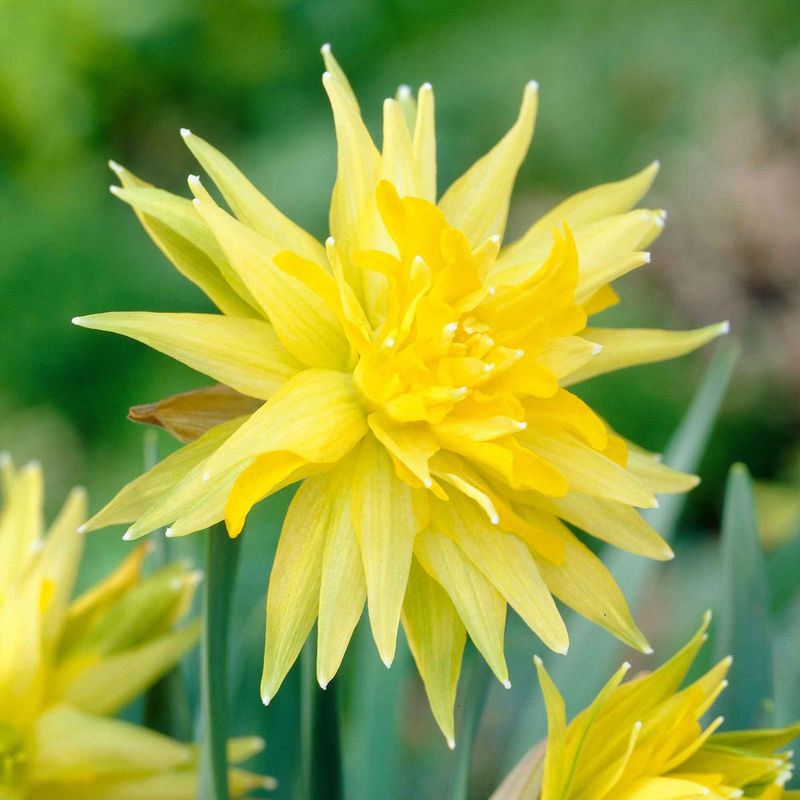 Narzissen 'Rip van Winkle' (x5)