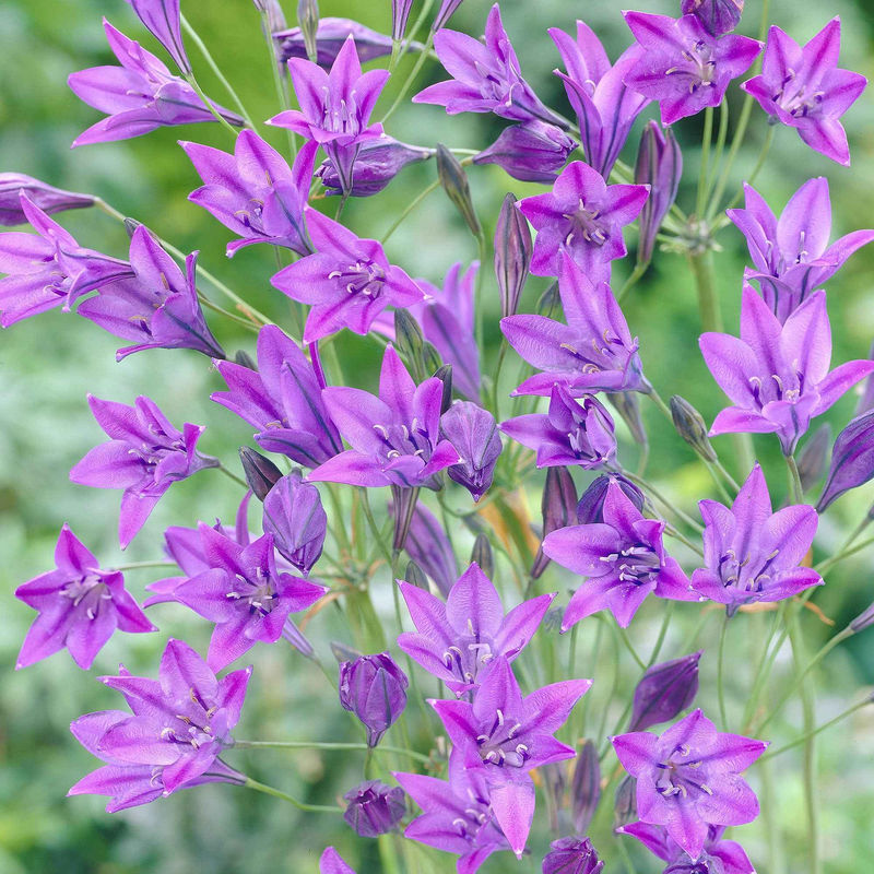 Triteleie 'Queen Fabiola' (x100)