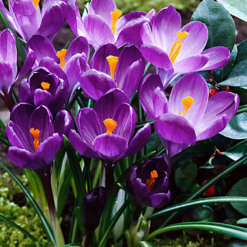 Krokus 'Flower Record' (x15)