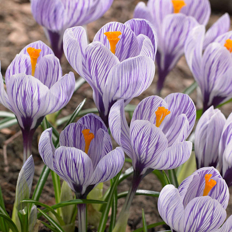 Krokus 'Pickwick' (x15)