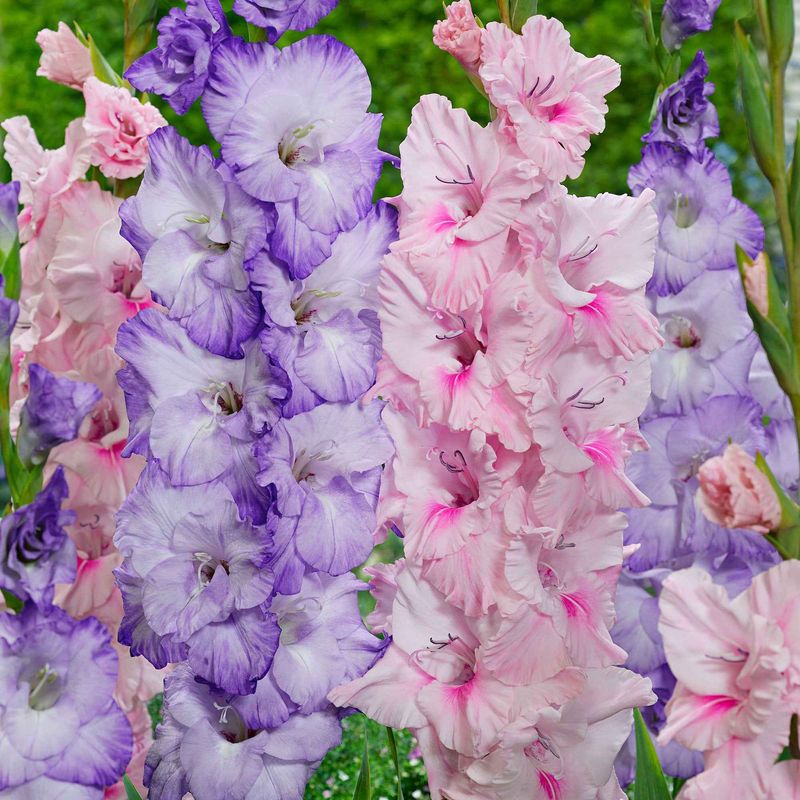 Gladiolen Mischung 'Sweet Pastel Beauty' (x2)