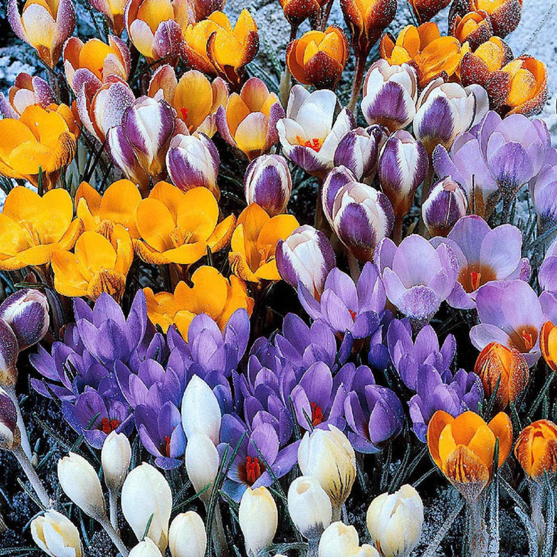 Krokus Mischung (x50)