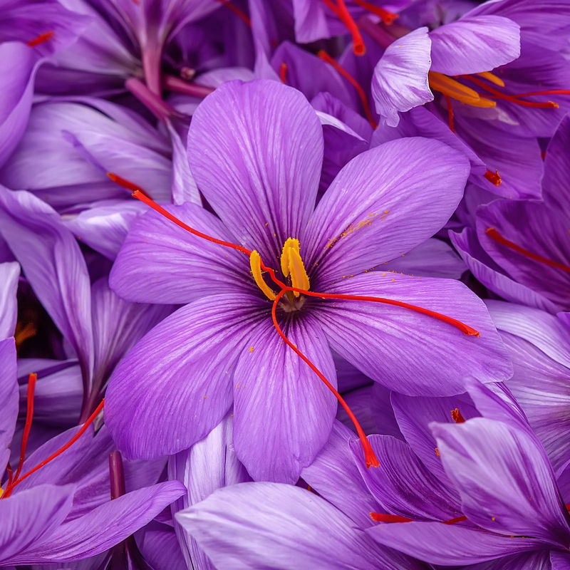 Krokus Crocus sativus (x10)