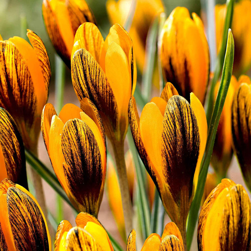Krokus 'Orange Monarch' (x15)