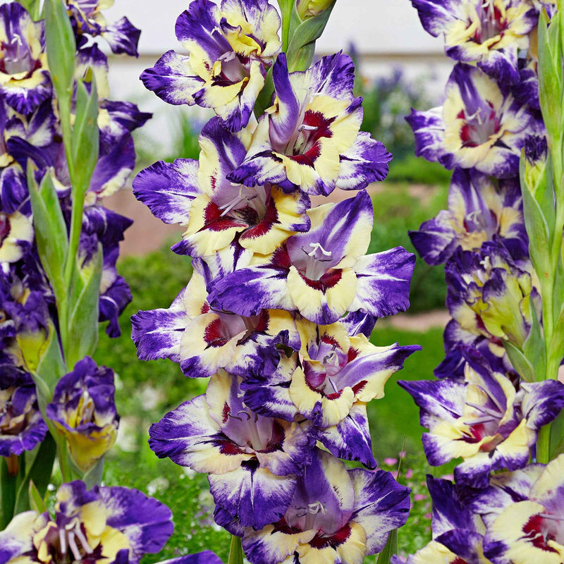 Gladiole 'Circus Club' (x25)