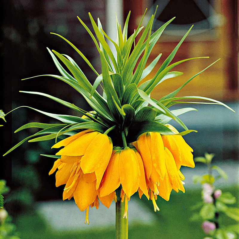 Kaiserkrone 'Lutea'