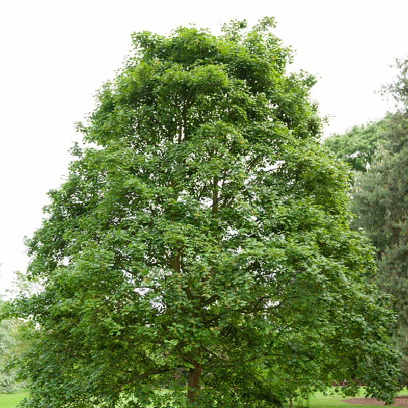 Feldahorn