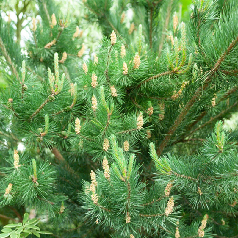 Waldkiefer