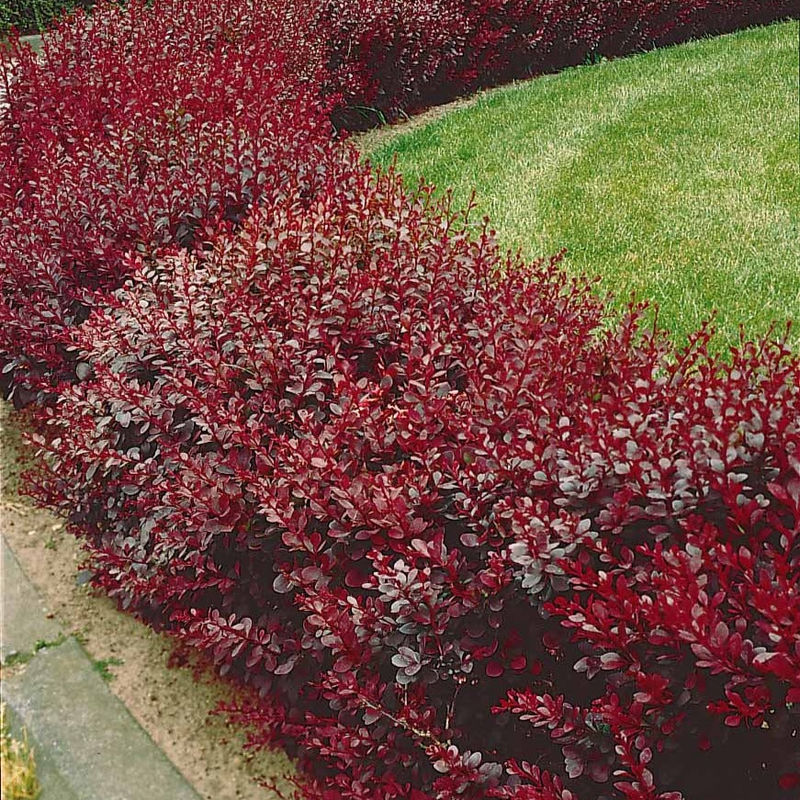 Blut Berberitze Atropurpurea