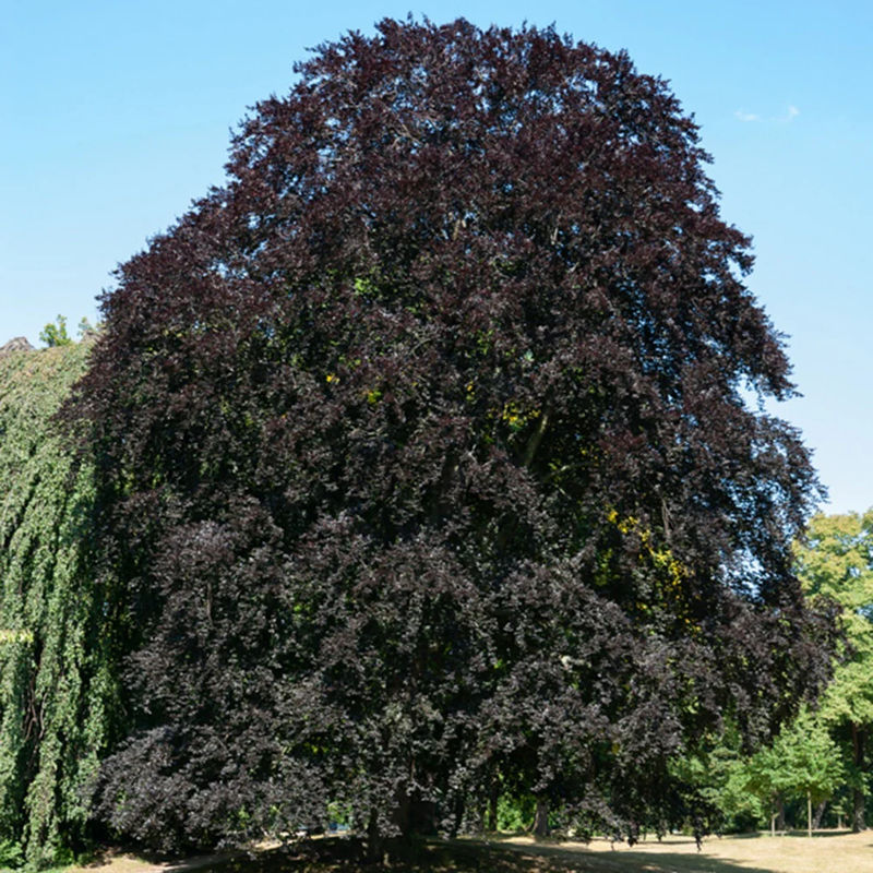 Blutbuche