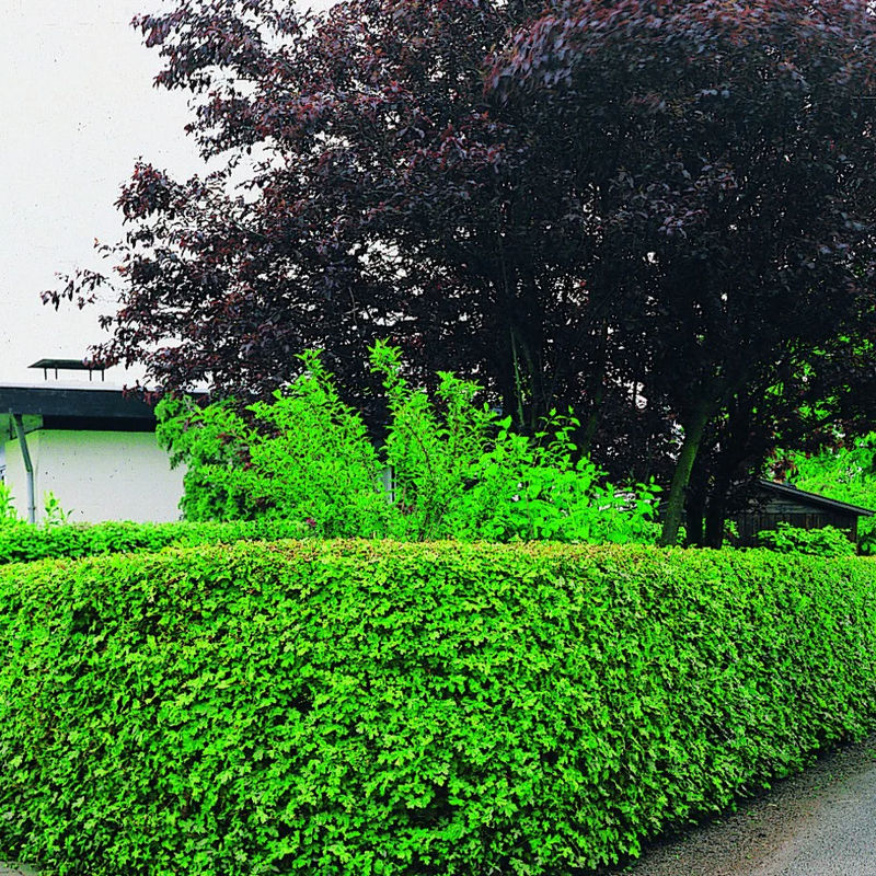 Feldahorn (x10)