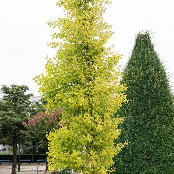 Fächerblattbaum Blagon