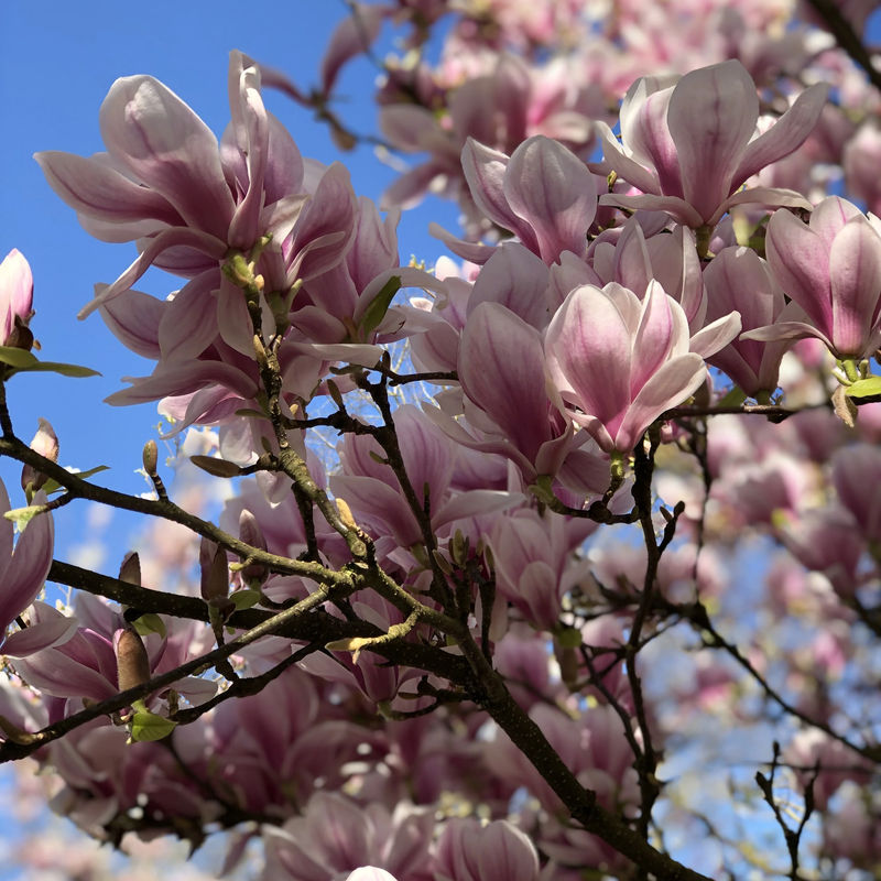 Tulpen-Magnolie - Title:Der topf / 2L / Lieferhöhe 40-50cm