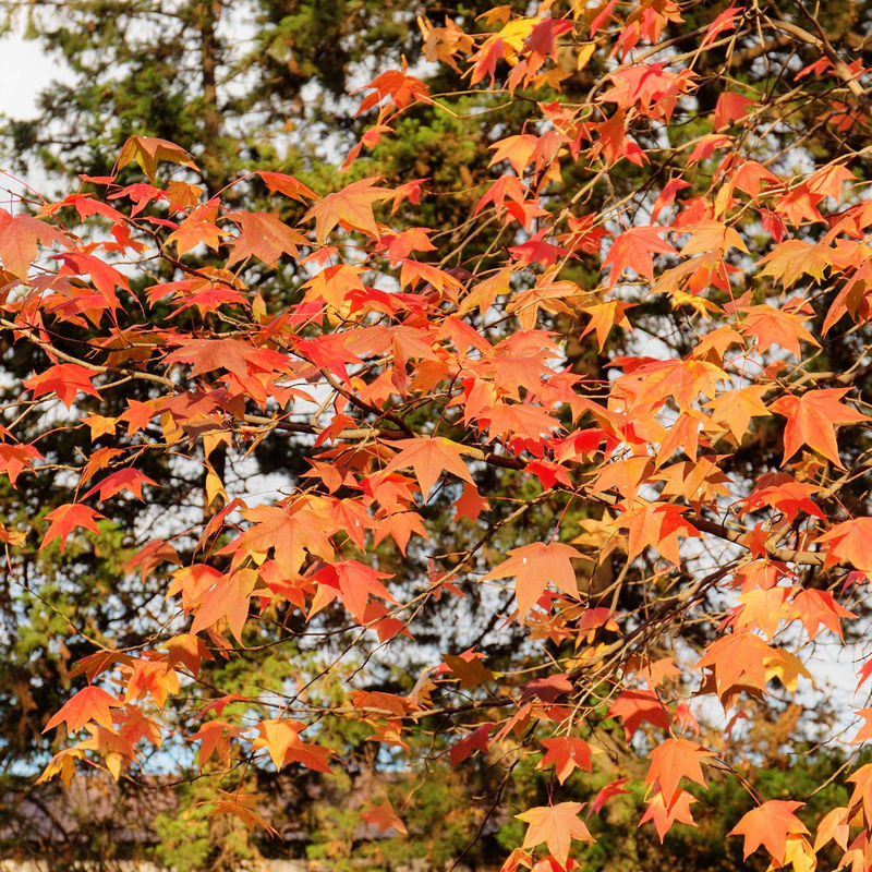 Amerikanische Amberbaum - Title:Der topf / 3L / Lieferhöhe 80-100cm