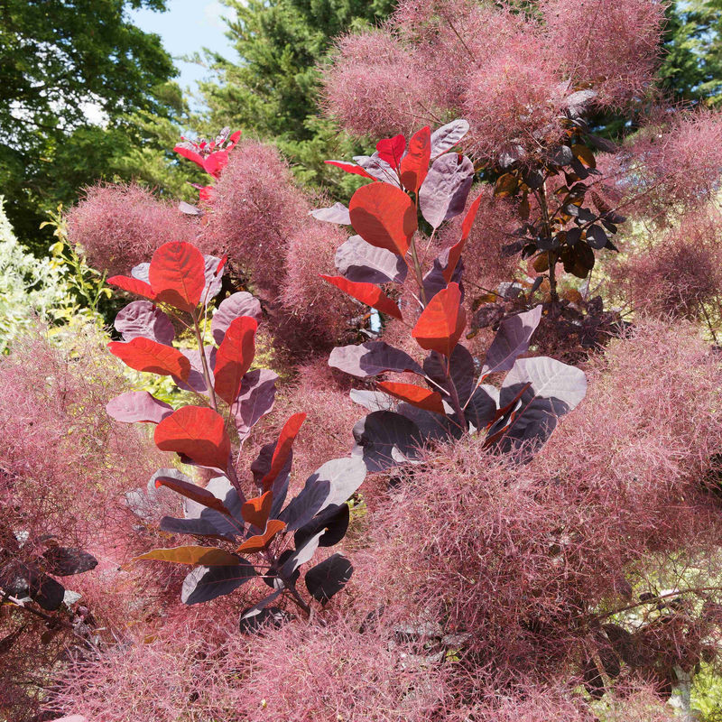 Perückenstrauch Royal Purple