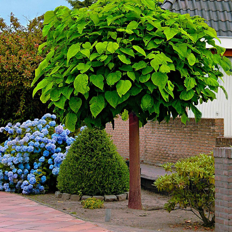 Trompetenbaum
